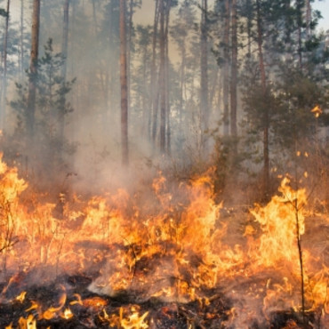 Kachelbild Waldbrand